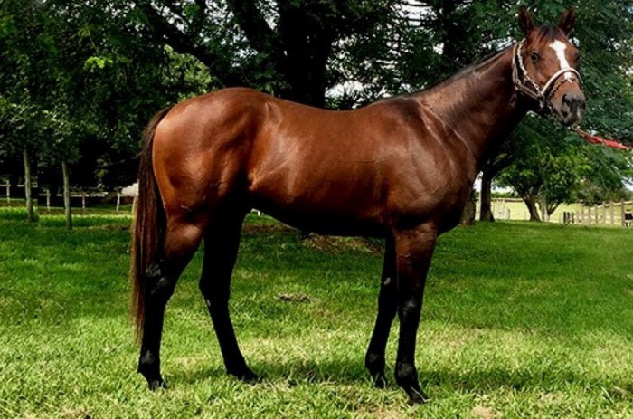 Bagé é a capital dos cavalos da raça puro sangue inglês