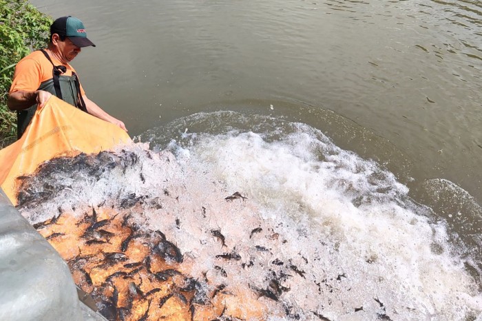 Copel repovoa Rio Iguaçu com 140 mil alevinos de monjolo, espécie ameaçada de extinção