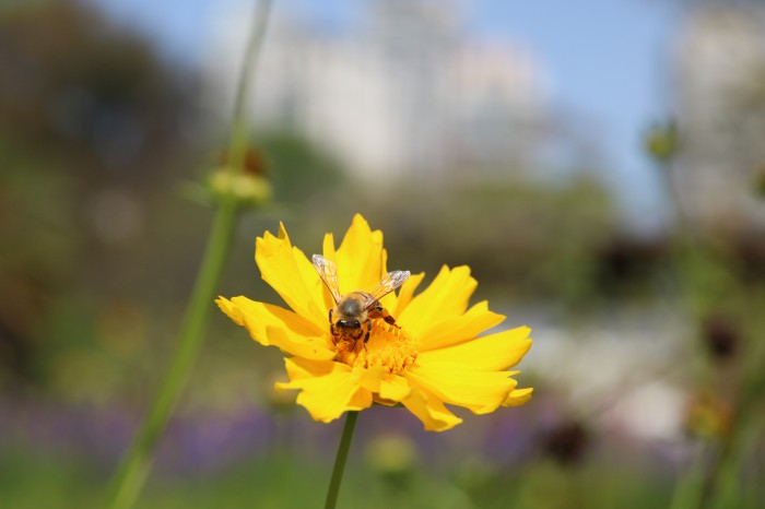 Pesquisa mostra importância de áreas verdes urbanas para a saúde