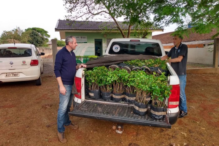 No Dia da Mata Atlântica, Paraná celebra 8 milhões de mudas de espécies nativas distribuídas