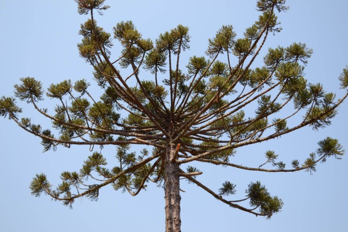 Instituto Água e Terra promove ações culturais e sustentáveis na Semana do Meio Ambiente