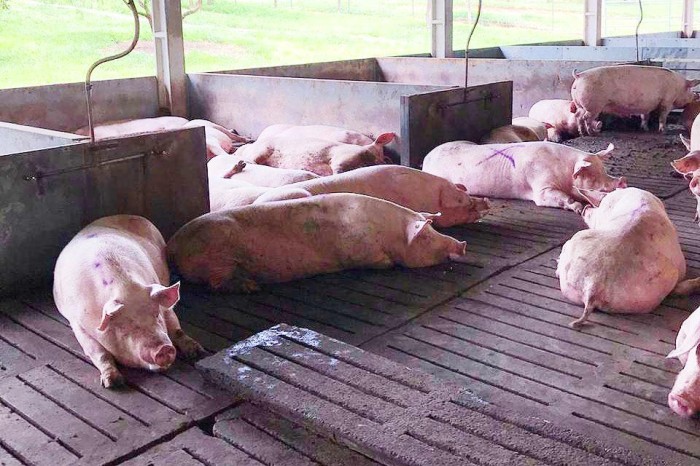 Suinocultura: fiscalização do GDF garante qualidade do produto final