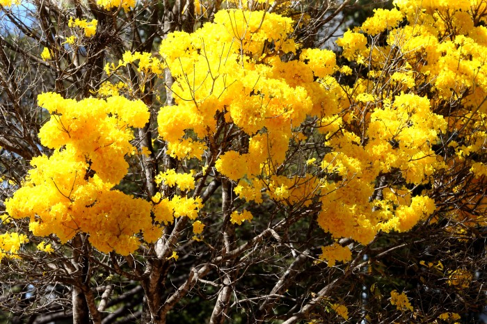 MMA cria Câmara Setorial de Guardiãs e Guardiões da Biodiversidade