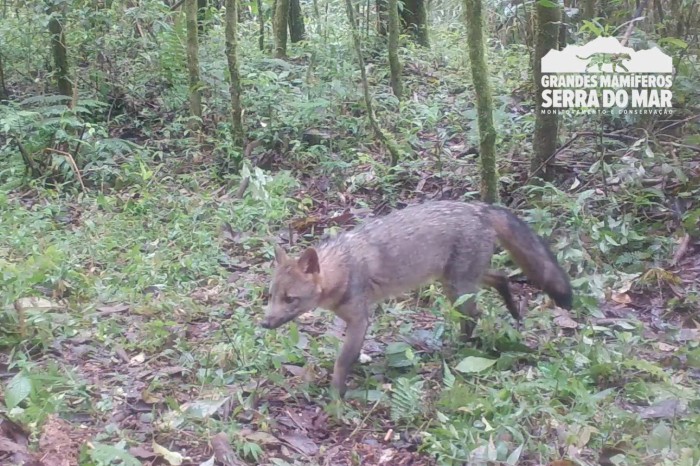 Estudo registra populações de grandes mamíferos em áreas da Copel na Serra do Mar