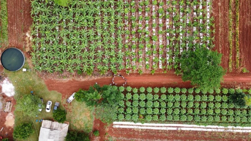 Os SAFs aliam o cultivo agrícola, espécies florestais e criação de animais, juntos numa mesma área - Foto por: Igor Nogueira