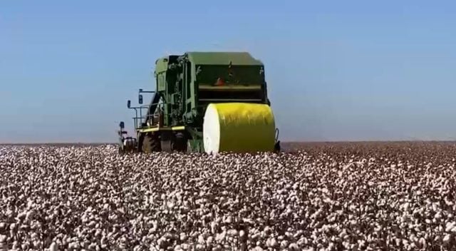 Imea revisa área de algodão e prevê recorde de produção em MT