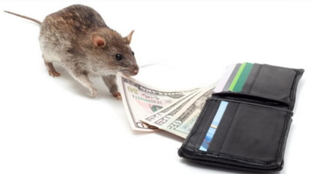 Banco Central: Querem tirar o gato para os ratos fazerem a festa