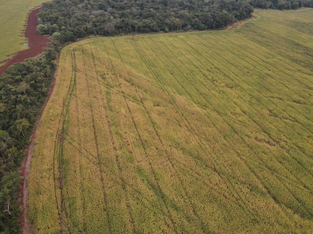 MS: Ibama apreende saca de milho e multa produtores em R$ 594 mil 