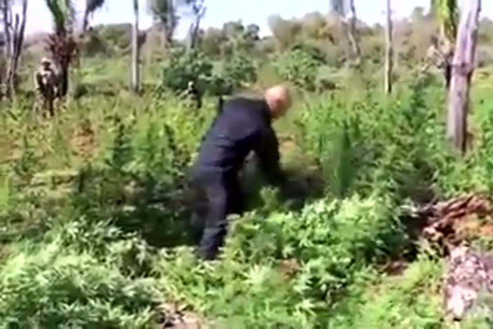 Vídeo: Moraes cortando pés de maconha viraliza nas redes sociais após sua decisão favorável à liberação da droga