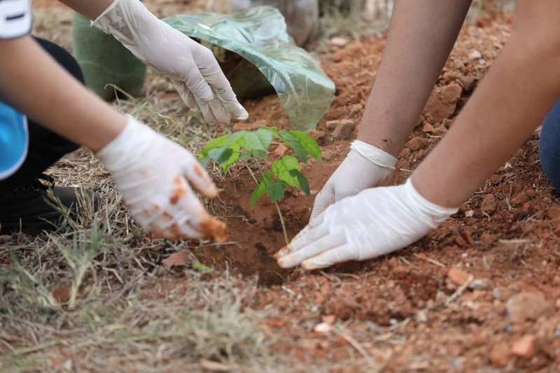 Plantio de mudas, neste sábado (3), celebra Dia Internacional do Voluntário