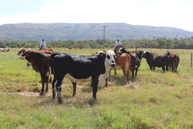 Cinco regiões terão atendimento itinerante sobre febre aftosa e raiva