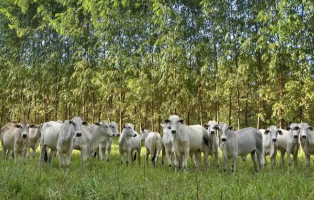 MS: Rebanho bovino encolhe e Estado ocupa 5ª posição do ranking nacional 