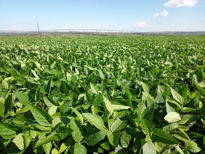 Aprosoja divulga que MS já tem 92,5% da área de soja plantada