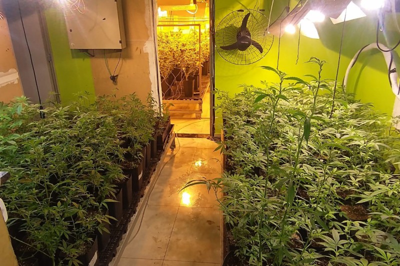Polícia apreende 400 pés de maconha e fecha laboratório de drogas em Curitiba