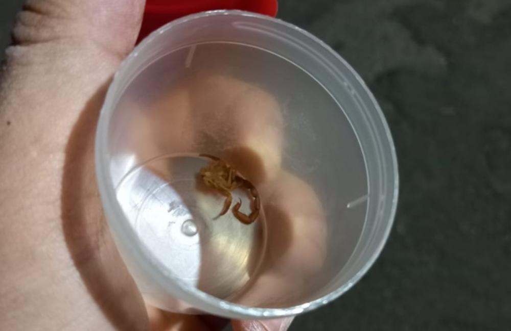 Após vestir calça, idosa é picada três vezes por escorpião em Campo Grande