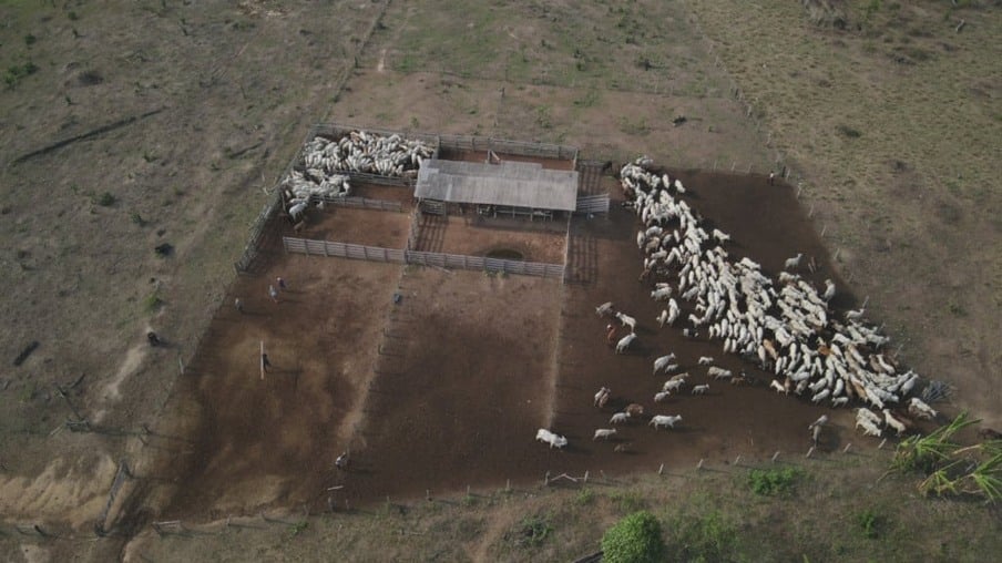 Operação do Ibama apreende mais de 1.700 cabeças de gado em terra indígena no Pará