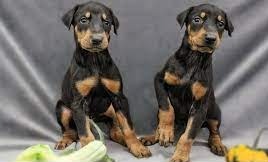 Clone de animais domésticos