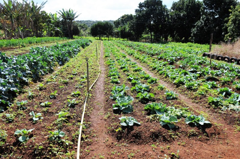 Lançado o Plano Distrital de Agroecologia e Produção Orgânica
