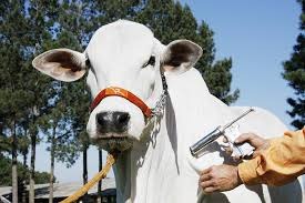 Vacinação contra febre aftosa é prorrogada até 17 de dezembro