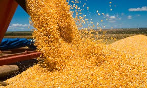 Produção mundial de Milho 2022/23 deve ficar em 1,163 bi de toneladas