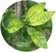 Biofertilizante pode reduzir queda de frutos na citricultura