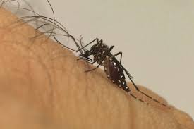 Dengue: Brasil bate recorde de morte pela doença em 2023