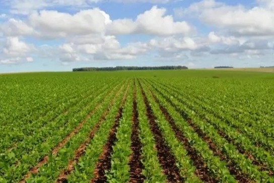 Produção de soja cresce 49,4% em Mato Grosso do Sul