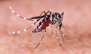 Dengue: Brasil pode bater recordes de casos e mortes pela doença em 2024