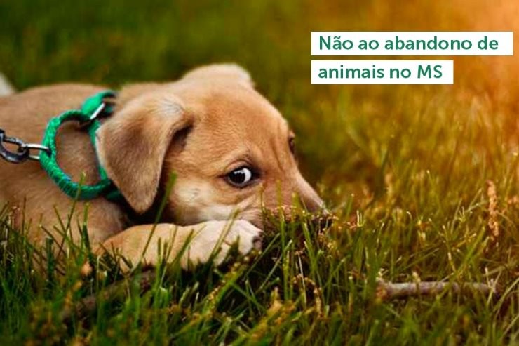 Dezembro Verde: Mês traz conscientização do cuidado aos animais