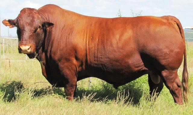 Preço da arroba do boi gordo deve seguir lateralizados até 1ª quinzena de 2023