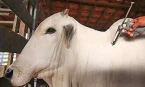 Brasil alcança marco histórico: Livre de febre aftosa sem vacinação animal