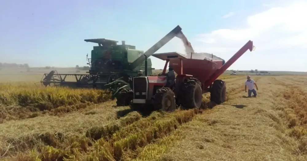 Ministro da Agricultura rejeita aumento de preço do arroz no Mercosul e suspende leilão