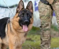 CCJ aprova proposta sobre destinação de cadáveres não reclamados e membros amputados para treinamento de cães de resgate