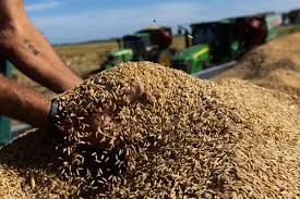 CNA contesta importação de arroz subsidiado pelo governo Lula e apresenta ação no STF