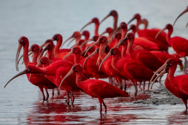 IAT e Instituto Guaju iniciam campanha para preservar a vida dos guarás em Guaratuba