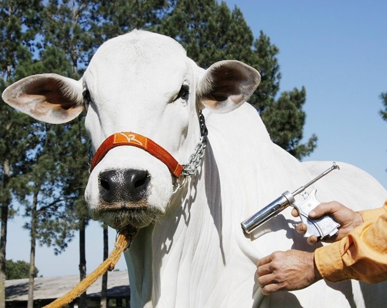 Prazo para declaração de vacinação contra aftosa e brucelose é amanhã, dia 24