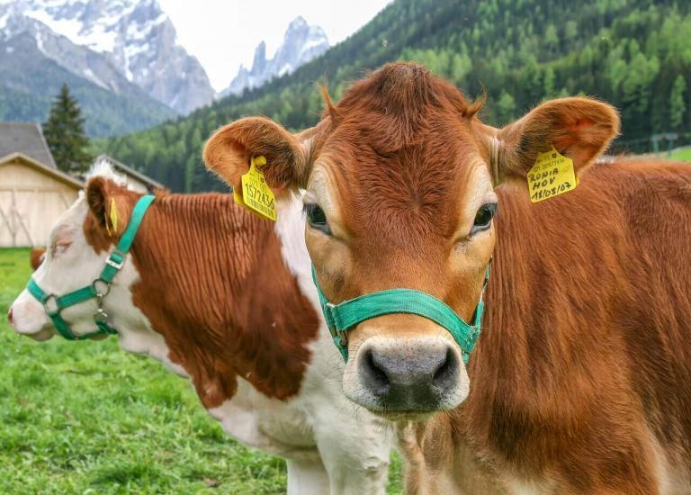 Associação de Novilho Precoce registra abate de 100 mil animais em 2022