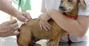 Campo Grande inicia vacinação gratuita de cães e gatos contra a raiva