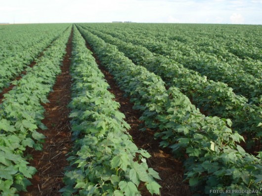 Conab registra plantio de algodão em 20,2% de área no Brasil