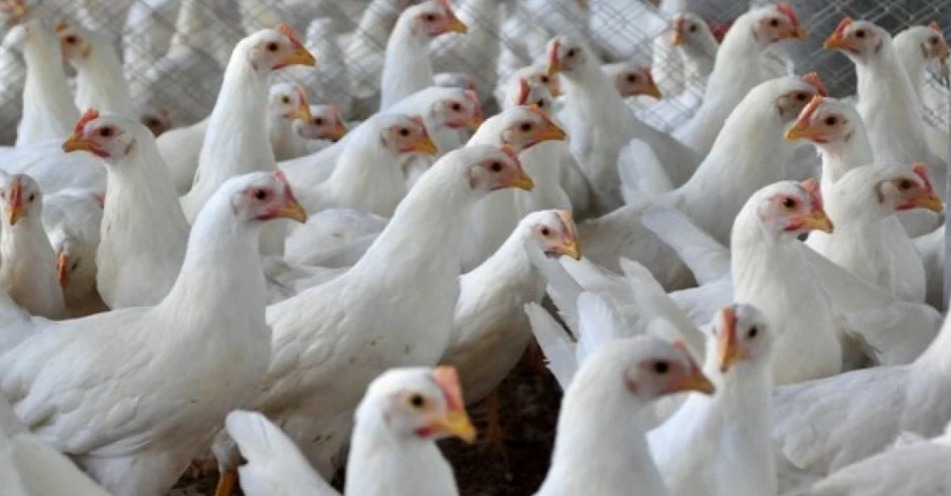 Gripe Aviária foi identificada em Colômbia, Equador, Venezuela, Peru e Chile