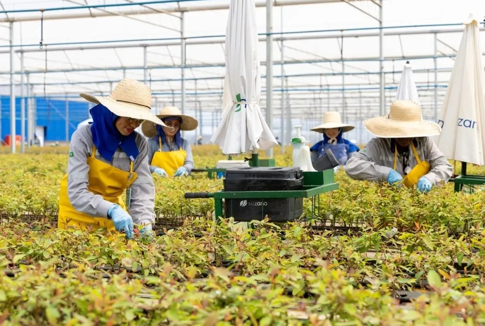 Suzano abre 64 vagas para ajudantes de viveiro em Ribas do Rio Pardo