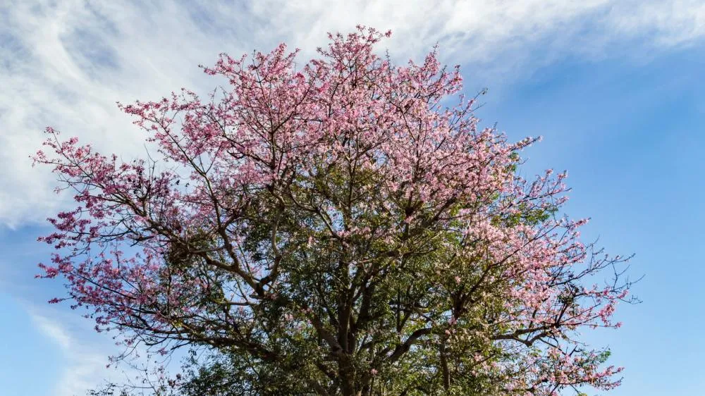 Primavera de 2024 começa com clima seco e previsões de chuvas acima da média