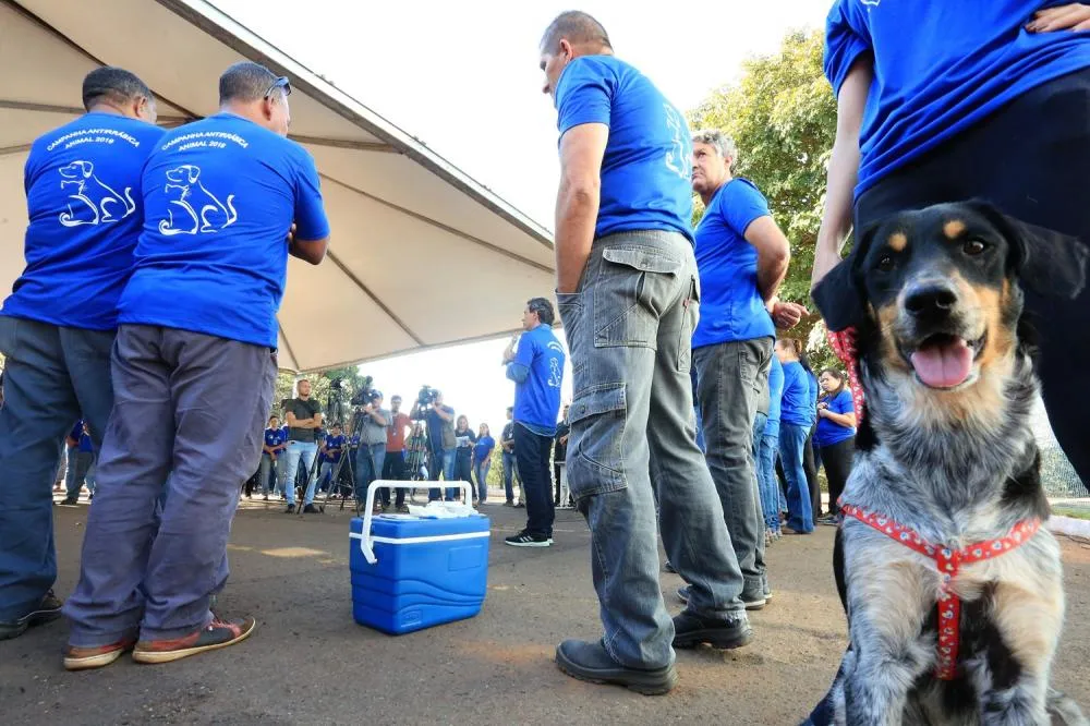Campo Grande lança campanha inédita de vacinação gratuita com vacina V11 para cães