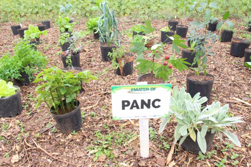 Aprenda sobre cultivo e consumo de plantas alimentícias não convencionais