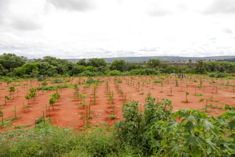 Bosque de Sobradinho completa um ano