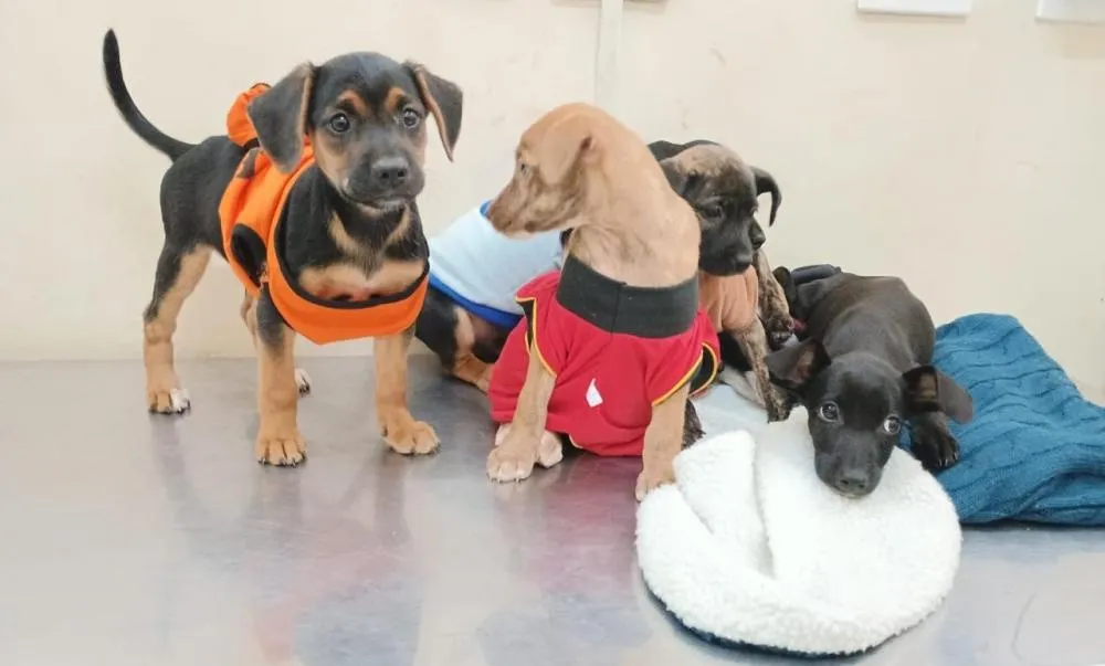 Última ação de adoção de 2024 reúne mais de 60 cães e gatos na Feira da Bolívia