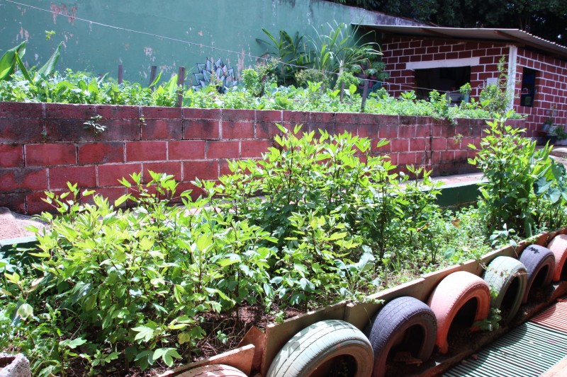 Hortas escolares garantem alimentação saudável e consciência ambiental 
