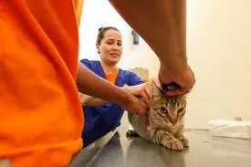 CCZ de Campo Grande oferece novas vagas presenciais para castração de gatos
