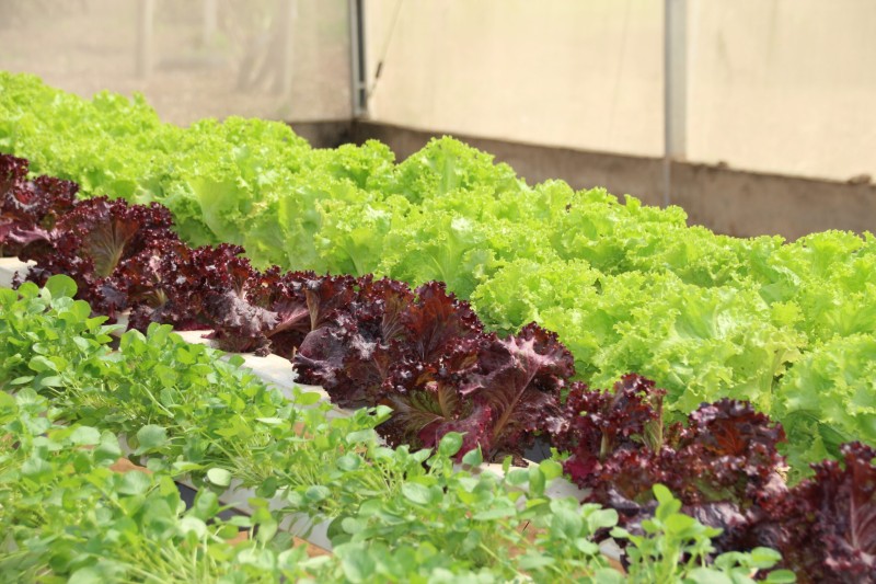 Produtores assistidos pela Emater em Planaltina doam excedentes da produção