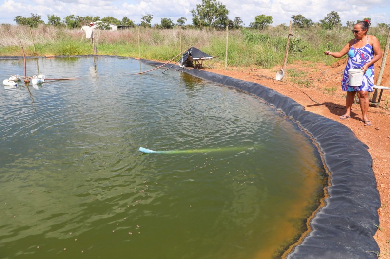 Pequenos produtores participam de projeto de criação de tilápia no PAD-DF
